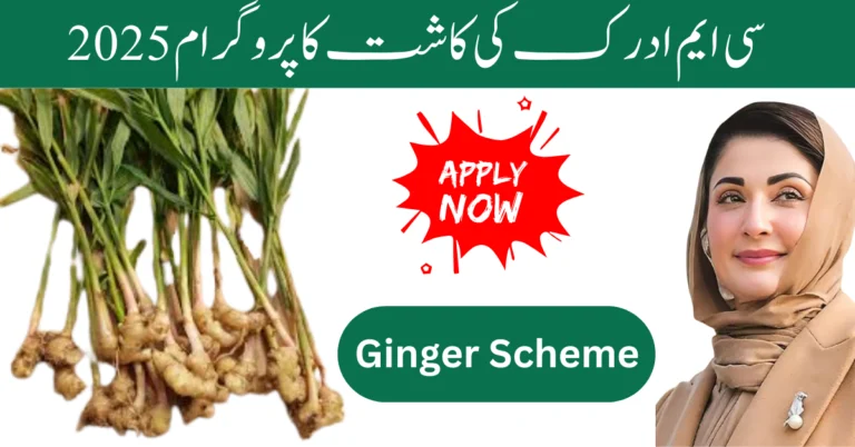 CM Ginger Cultivation Program 2025